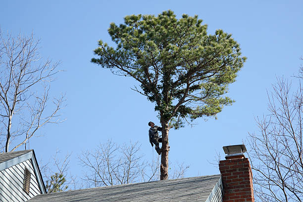 How Our Tree Care Process Works  in  Pompton Lakes, NJ